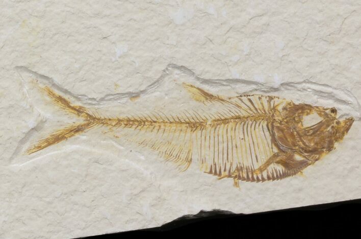 Bargain Diplomystus Fossil Fish - Wyoming #41130